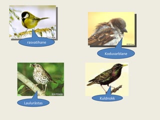 rasvatihane Koduvarblane Laulurästas Kuldnokk 