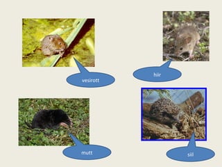 siil mutt vesirott hiir 