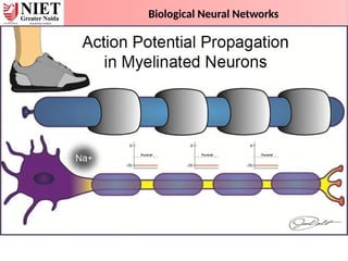 Biological Neural Networks
 