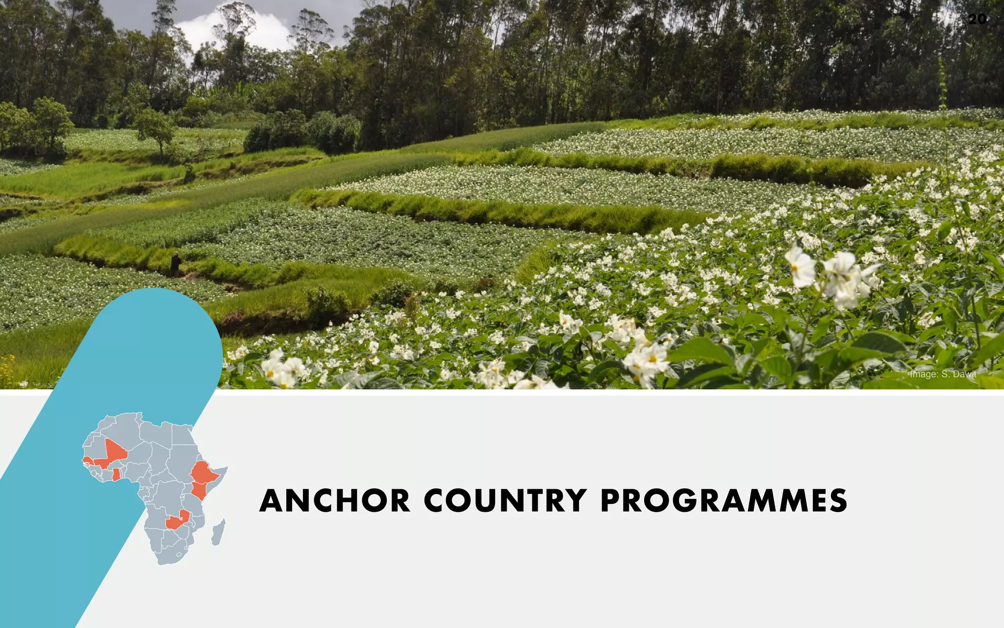 ANCHOR COUNTRY PROGRAMMES
Image: S. Dawit
20
 