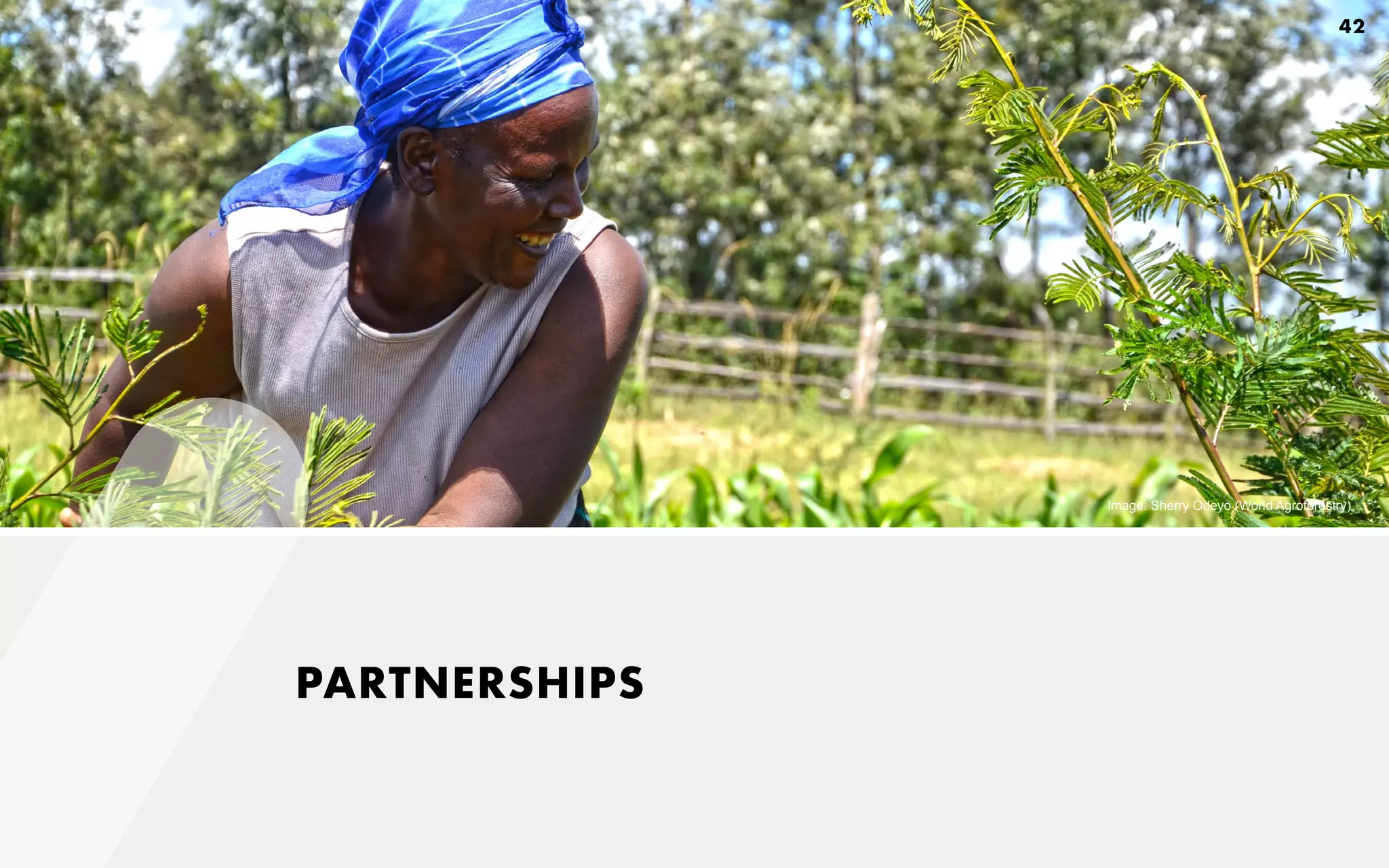 PARTNERSHIPS
Image: Sherry Odeyo (World Agroforestry)
42
 