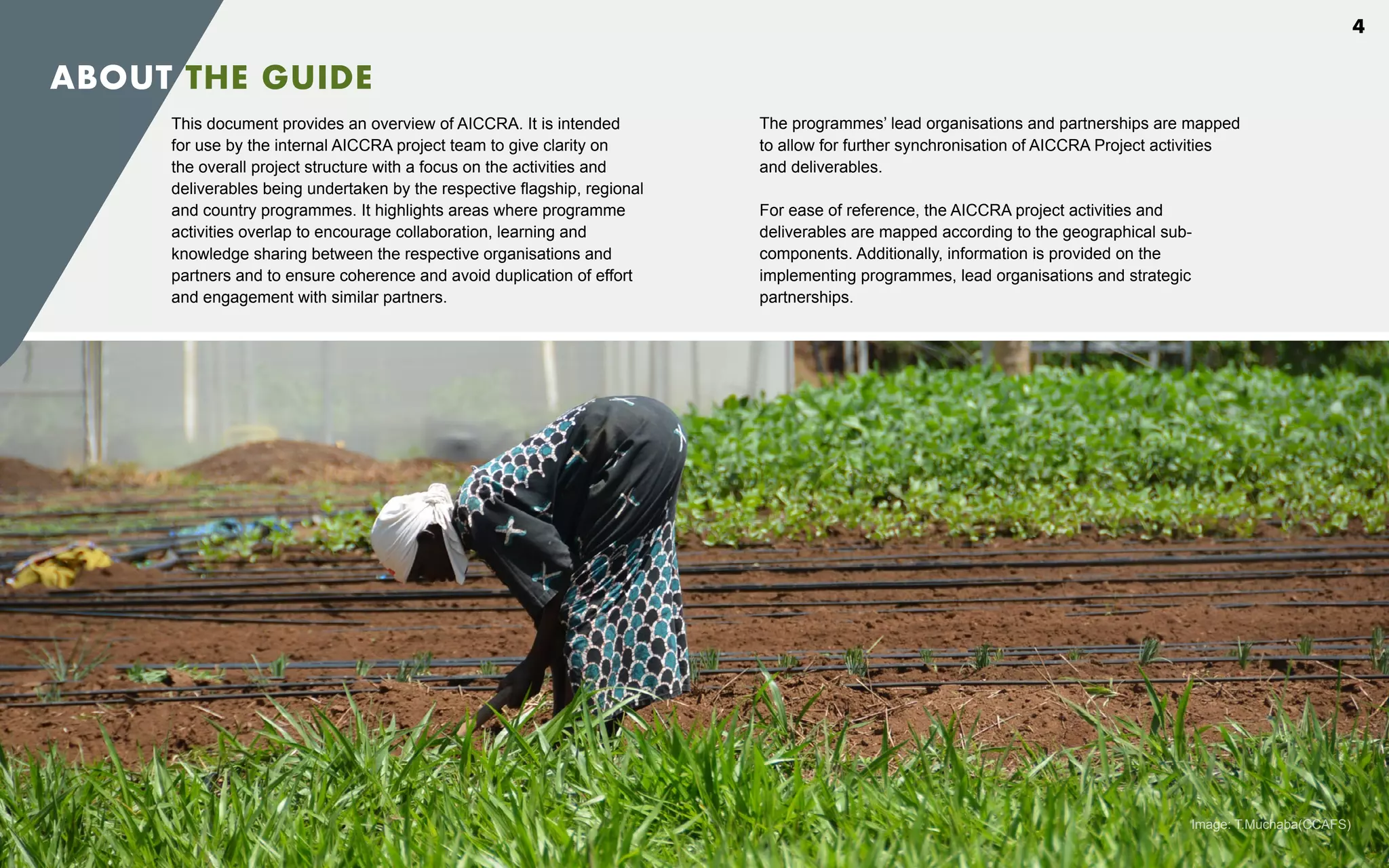 ABOUT THE GUIDE
This document provides an overview of AICCRA. It is intended
for use by the internal AICCRA project team to give clarity on
the overall project structure with a focus on the activities and
deliverables being undertaken by the respective flagship, regional
and country programmes. It highlights areas where programme
activities overlap to encourage collaboration, learning and
knowledge sharing between the respective organisations and
partners and to ensure coherence and avoid duplication of effort
and engagement with similar partners.
The programmes’ lead organisations and partnerships are mapped
to allow for further synchronisation of AICCRA Project activities
and deliverables.
For ease of reference, the AICCRA project activities and
deliverables are mapped according to the geographical sub-
components. Additionally, information is provided on the
implementing programmes, lead organisations and strategic
partnerships.
Image: T.Muchaba(CCAFS)
4
 