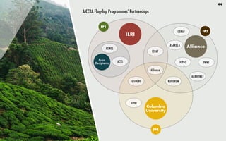 44
AICCRA Flagship Programmes’ Partnerships
ILRI
Columbia
University
Alliance
CORAF
ASARECA
ICPAC
AGRHYMET
IWMI
GSI-ILRI
IFPRI
RUFORUM
FP1
FP2
FP4
Alliance
ICRAF
Fund
Recipients ACTS
AGNES
 