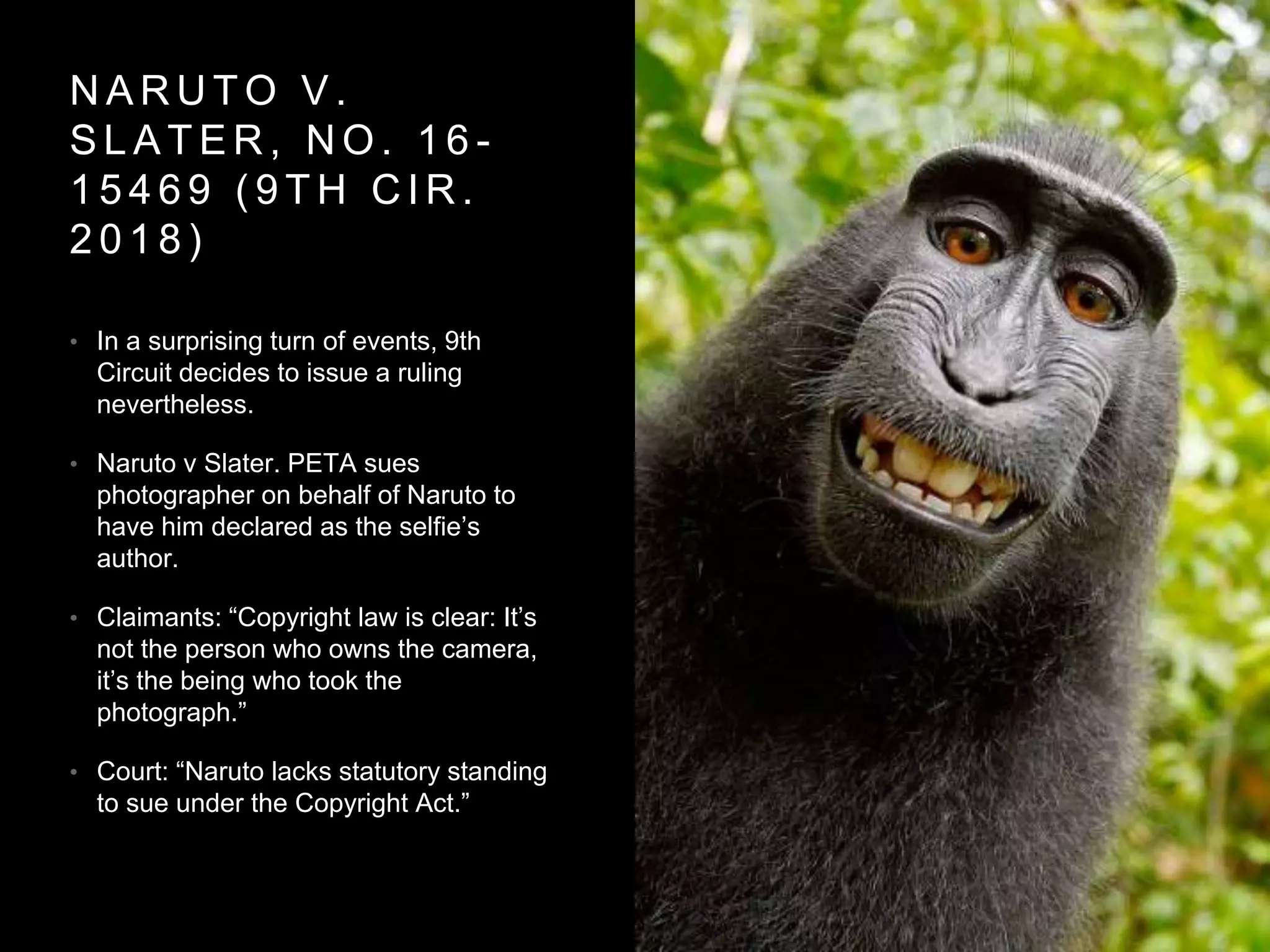 N A R U T O V .
S L A T E R , N O . 1 6 -
1 5 4 6 9 ( 9 T H C I R .
2 0 1 8 )
• In a surprising turn of events, 9th
Circuit decides to issue a ruling
nevertheless.
• Naruto v Slater. PETA sues
photographer on behalf of Naruto to
have him declared as the selfie’s
author.
• Claimants: “Copyright law is clear: It’s
not the person who owns the camera,
it’s the being who took the
photograph.”
• Court: “Naruto lacks statutory standing
to sue under the Copyright Act.”
 