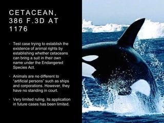 C E T A C E A N ,
3 8 6 F . 3 D A T
1 1 7 6
• Test case trying to establish the
existence of animal rights by
establishing whether cetaceans
can bring a suit in their own
name under the Endangered
Species Act.
• Animals are no different to
“artificial persons” such as ships
and corporations. However, they
have no standing in court.
• Very limited ruling, its application
in future cases has been limited.
 