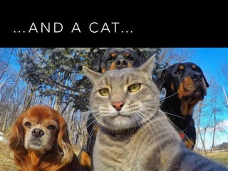 … A N D A C AT…
 