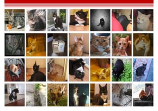 Imen BEN CHAABANE 212
 