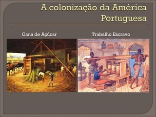Cana de Açúcar   Trabalho Escravo
 