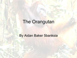The Orangutan By Aidan Baker 5banksia 