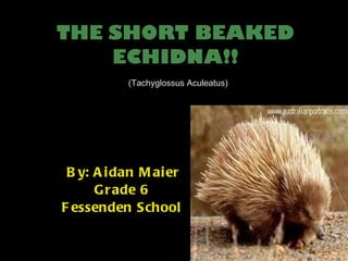 THE   SHORT BEAKED ECHIDNA!!   (Tachyglossus Aculeatus) By: Aidan Maier Grade 6 Fessenden School 