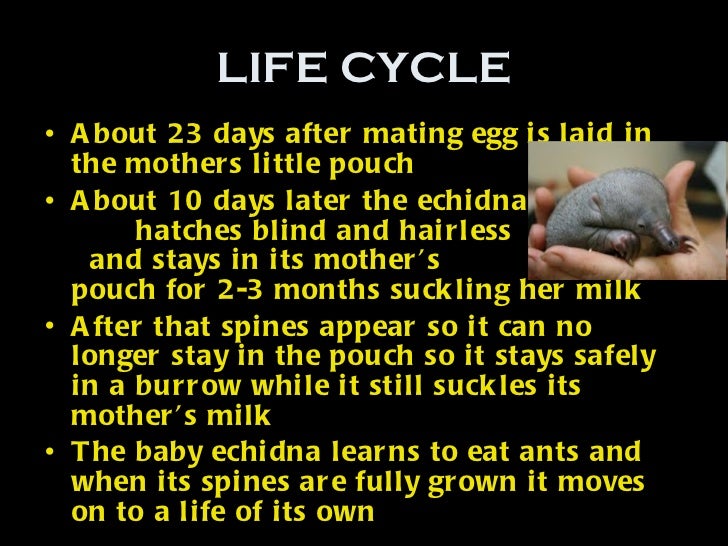 Aidan maier the short beaked echidna!! Aidan maier the short beaked echidna!!