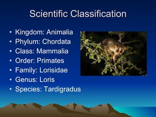 Aidan muir the slender loris 3 | PPT