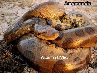 Anaconda   Aida Tort Miró 