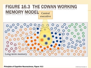 FIGURE 16.3 THE COWAN WORKING
MEMORY MODEL
 