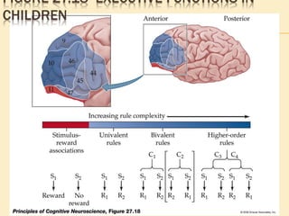 FIGURE 27.18 EXECUTIVE FUNCTIONS IN
CHILDREN
 