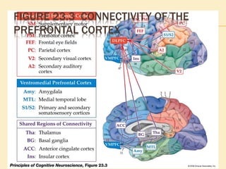FIGURE 23.3 CONNECTIVITY OF THE
PREFRONTAL CORTEX
 