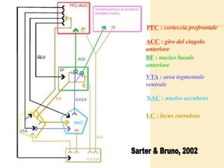 PFC : corteccia prefrontale
ACC : giro del cingolo
anteriore
BF : nucleo basale
anteriore
VTA : area tegmentale
ventrale
NAC : nucleo accubens
LC : locus coeruleus
 