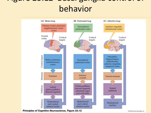 The attention system of the human brain: 20 years after picture
