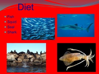 Diet
 Fish
 Squid
 Seal
 Shark
 