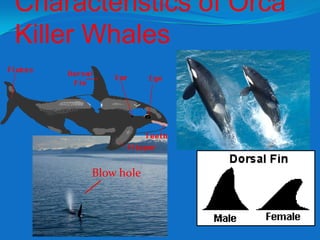 Characteristics of Orca
Killer Whales
Blow hole
 
