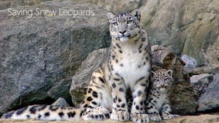 Saving Snow Leopards
 
