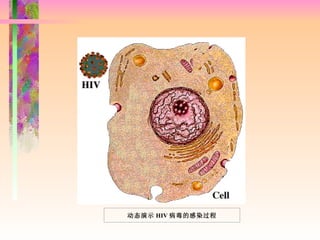 动态演示 HIV 病毒的感染过程 