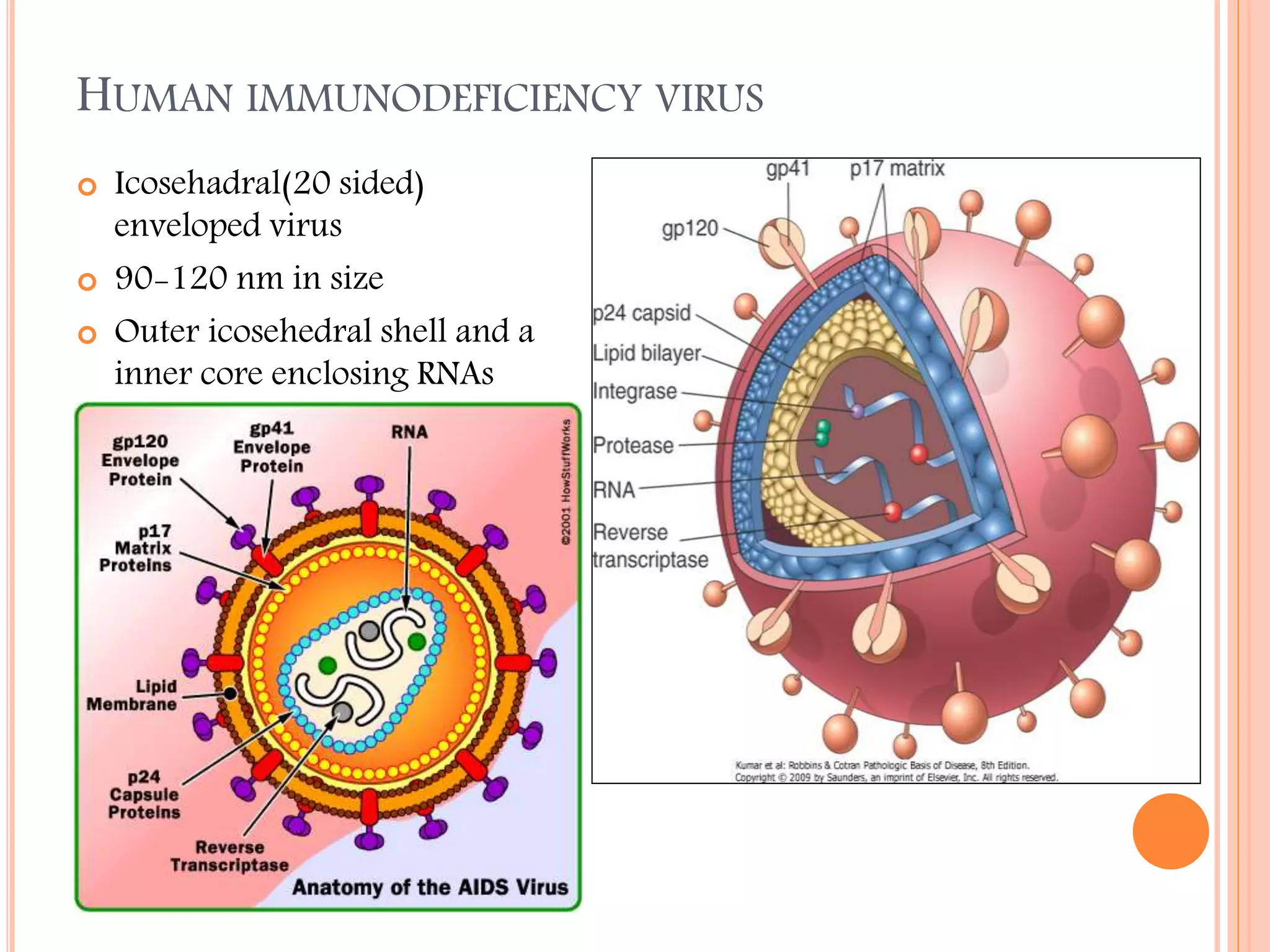 HUMAN IMMUNODEFICIENCY VIRUS





Icosehadral(20 sided)
enveloped virus
90-120 nm in size
Outer icosehedral shell and a
inner core enclosing RNAs

 