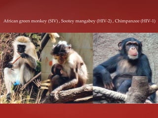 African green monkey (SIV) , Sootey mangabey (HIV-2) , Chimpanzee (HIV-1)
 