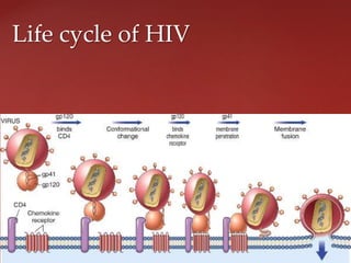 Life cycle of HIV
 