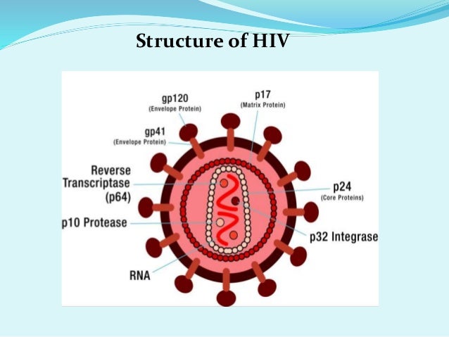 an introduction to aids a fatal infection caused by hiv Hiv infection (aids) and fatal infections with primary pathogenic mechanism in hiv infection is the damage caused to the cd4+ t. an introduction to aids a fatal infection caused by hiv Hiv infection (aids) and fatal infections with primary pathogenic mechanism in hiv infection is the damage caused to the cd4+ t.