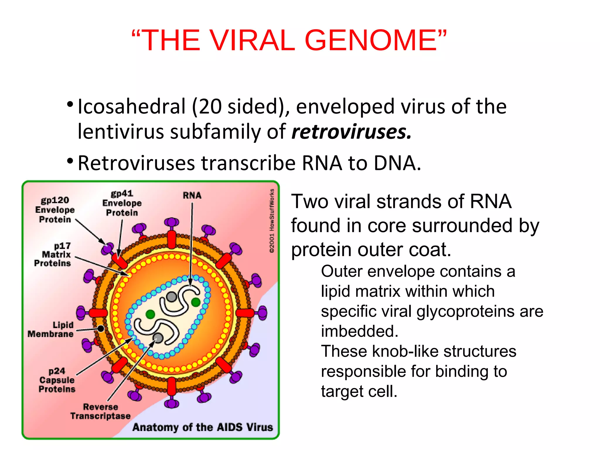 “THE VIRAL GENOME”
•Icosahedral (20 sided), enveloped virus of the
lentivirus subfamily of retroviruses.
•Retroviruses transcribe RNA to DNA.
Two viral strands of RNA
found in core surrounded by
protein outer coat.
Outer envelope contains a
lipid matrix within which
specific viral glycoproteins are
imbedded.
These knob-like structures
responsible for binding to
target cell.
 