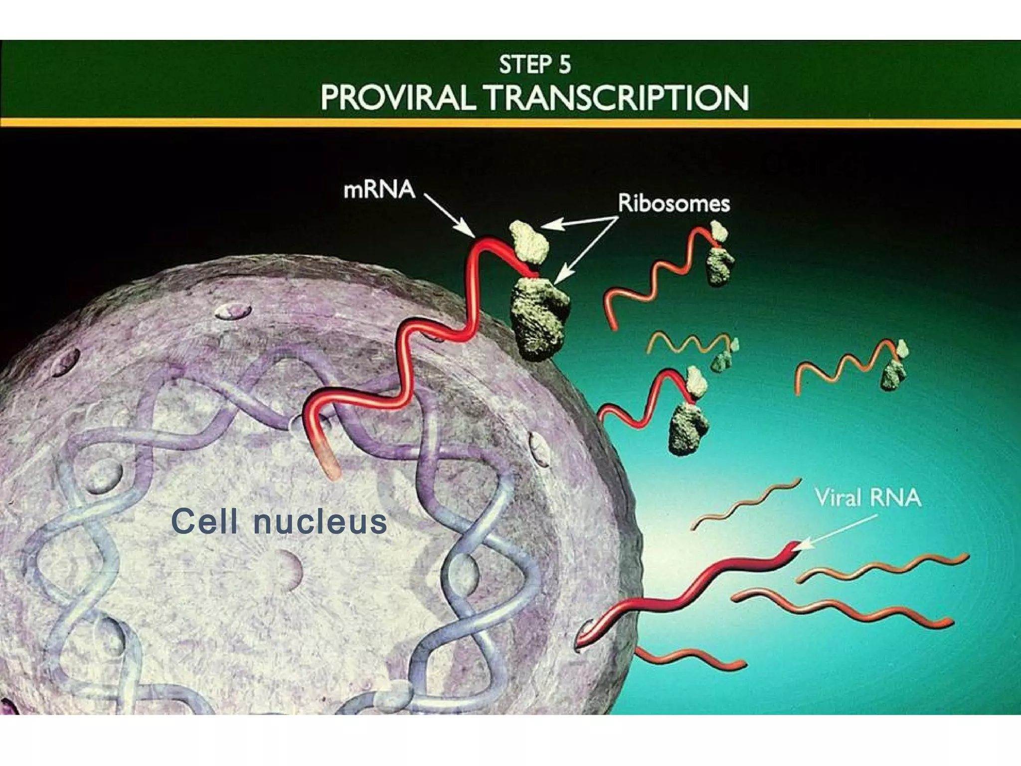 28
Cell cytoplasm
Cell nucleus
 