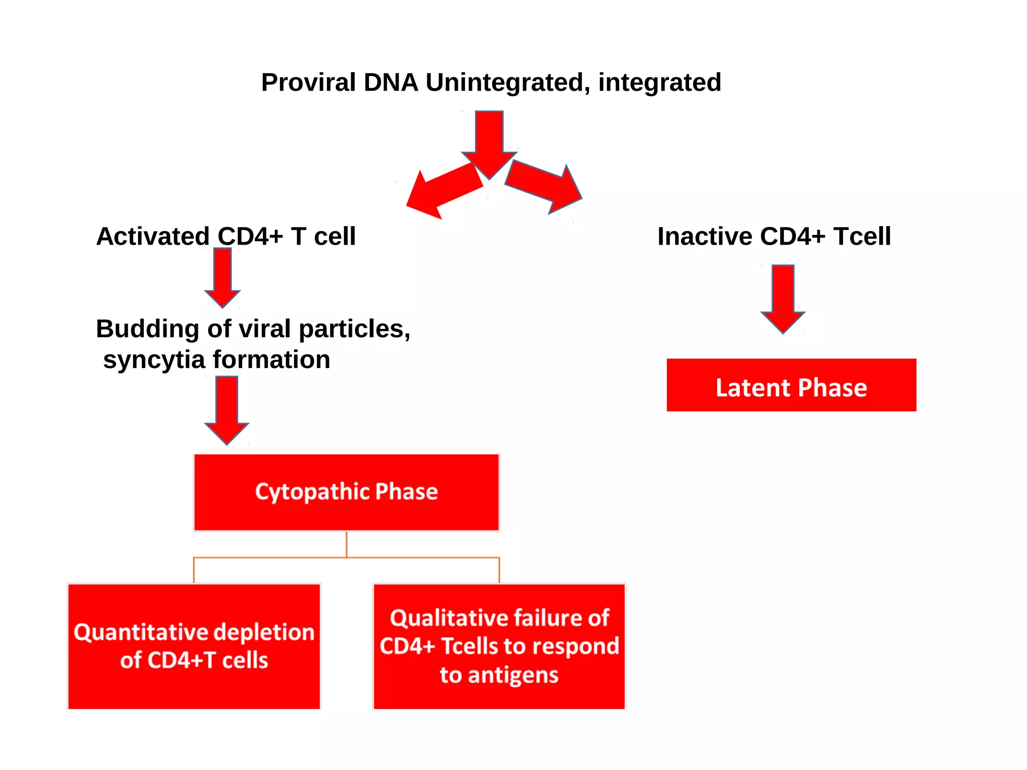 Proviral DNA Unintegrated, integrated
Activated CD4+ T cell Inactive CD4+ Tcell
Budding of viral particles,
syncytia formation
Latent Phase
 