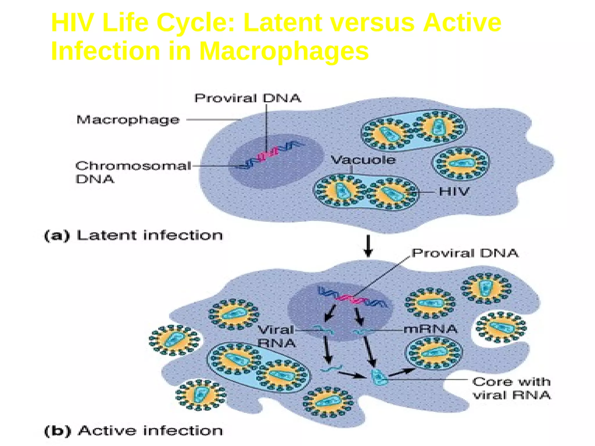 HIV Life Cycle: Latent versus Active
Infection in Macrophages
 