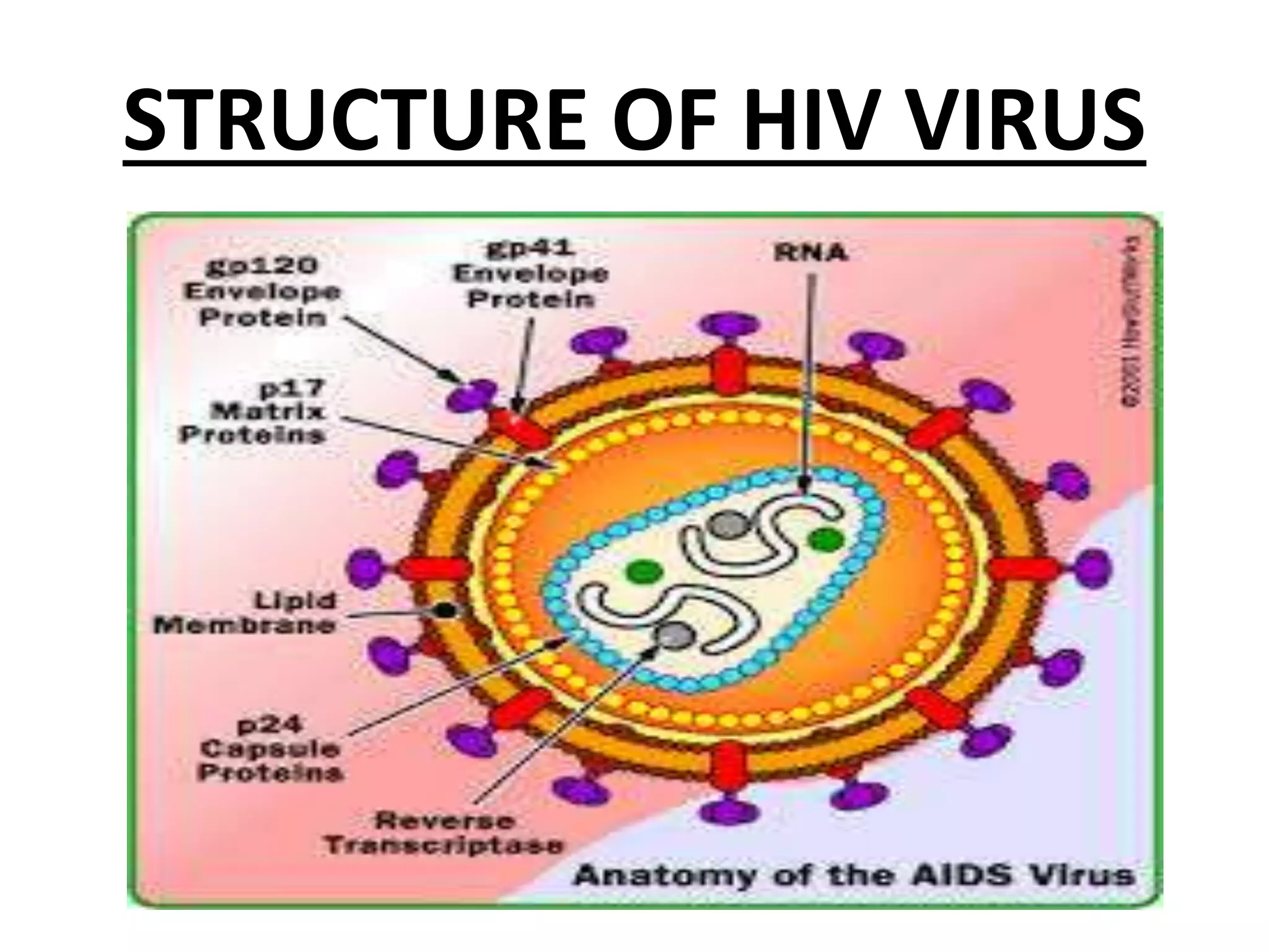 STRUCTURE OF HIV VIRUS
 