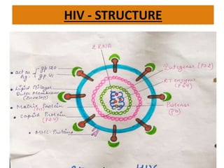 HIV - STRUCTURE
 