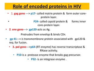 Role of encoded proteins in HIV
• 1. gag gene ---> p17- called matrix protein & form outer core-
protein layer.
• P24- called capsid protein & forms inner
core-protein layer.
• 2. env gene---> gp120-acts as Ag.
Protrudes from envelop & binds CD4.
• gp 41---> is transmembrane protein associated with gp120 &
req. for fusion.
• 3. pol gene--->p64-(RT enzyme) has reverse transcriptase &
RNase activity.
• P10-is a protease enzyme that breaks gag precursor.
• P32- is an integrase enzyme .
 