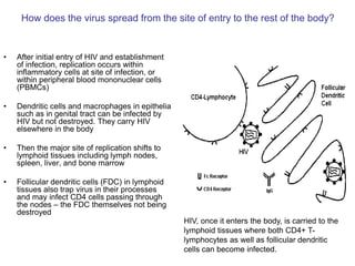 How does the virus spread from the site of entry to the rest of the body?
• After initial entry of HIV and establishment
of infection, replication occurs within
inflammatory cells at site of infection, or
within peripheral blood mononuclear cells
(PBMCs)
• Dendritic cells and macrophages in epithelia
such as in genital tract can be infected by
HIV but not destroyed. They carry HIV
elsewhere in the body
• Then the major site of replication shifts to
lymphoid tissues including lymph nodes,
spleen, liver, and bone marrow
• Follicular dendritic cells (FDC) in lymphoid
tissues also trap virus in their processes
and may infect CD4 cells passing through
the nodes – the FDC themselves not being
destroyed
HIV, once it enters the body, is carried to the
lymphoid tissues where both CD4+ T-
lymphocytes as well as follicular dendritic
cells can become infected.
 