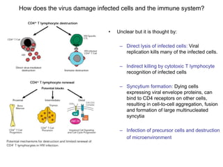 How does the virus damage infected cells and the immune system?
• Unclear but it is thought by:
– Direct lysis of infected cells: Viral
replication kills many of the infected cells.
– Indirect killing by cytotoxic T lymphocyte
recognition of infected cells
– Syncytium formation: Dying cells
expressing viral envelope proteins, can
bind to CD4 receptors on other cells,
resulting in cell-to-cell aggregation, fusion
and formation of large multinucleated
syncytia
– Infection of precursor cells and destruction
of microenvironment
 