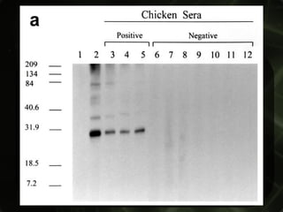 WESTERN-BLOT  Possui sua alta especificidade (99,7%), é  considerado exame confirmatório; praticamente não existem falsos-positivos. 