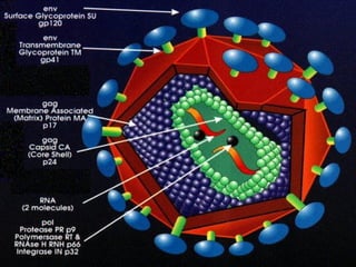 O HIV ◙  O vírus HIV (vírus da imunodeficiência humana) pertence a família de vírus Retroviridae, ou seja um retrovírus. ◙  É constituído por um genoma de RNA, um  capsídeo protéico e um envoltório lipoprotéico  