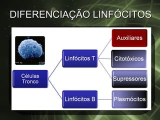 DIFERENCIAÇÃO LINFÓCITOS 