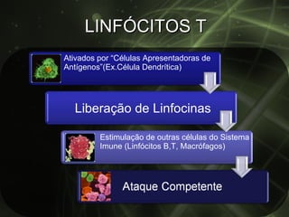 LINFÓCITOS T Ativados por “Células Apresentadoras de Antígenos”(Ex.Célula Dendrítica) Liberação de Linfocinas Estimulação de outras células do Sistema Imune (Linfócitos B,T, Macrófagos) 