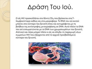 Δράση Του Ιού.
Ο ιόσ HIV προςκολλϊται ςτο δϋκτη CD4 που βρύςκεται ςτα Τλεμφοκύτταρα καθώσ και ςτα μακροφϊγα. Το RNA του ιού αυτού
μπαύνει ςτο κύτταρο του ξενιςτό όπου και αντιγρϊφεται με τη
βοόθεια τησ αντύςτροφησ μεταγραφϊςησ ςε DNA. Αυτό πλϋον το DNA
του ιού ενςωματώνεται με το DNA των χρωμοςωμϊτων του ξενιςτό.
Από εκεύ και πϋρα μπορεύ πλϋον ο ιόσ να ελϋγξει τη παραγωγό νϋων
ςωματύων HIV που εξϋρχονται από το αρχικϊ προςβαλλόμενο
κύτταρο του ξενιςτό.

 