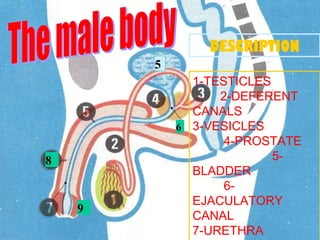 DESCRIPTION
        5
              1-TESTICLES
                  2-DEFERENT
              CANALS
            6 3-VESICLES
                   4-PROSTATE
8                         5-
              BLADDER
                   6-
              EJACULATORY
    9
              CANAL
              7-URETHRA
 