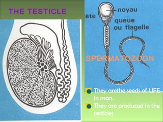 THE TESTICLE




               SPERMATOZOON



                They arethe seeds of LIFE
                in man.
                They are produced in the
                testicles
 