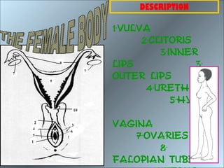 DESCRIPTION

                                 1-VULVA
                                       2-CLITORIS
                                           3-INNER
                8

                             7
                                 LIPS             3-
7

            9
                                 OUTER LIPS
                                        4-URETHRA
                                              5-HYMEN
                        10
                                                   6-
    4
        2
                    3            VAGINA
                                      7-OVARIES
                    6
    5
    1
                                           8-
                                 FALOPIAN TUBES
 
