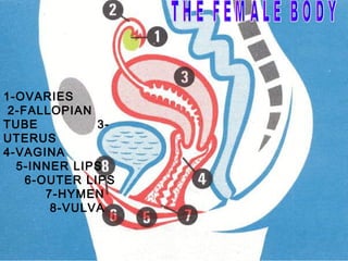 1-OVARIES
 2-FALLOPIAN
TUBE          3-
UTERUS
4-VAGINA
  5-INNER LIPS
    6-OUTER LIPS
       7-HYMEN
        8-VULVA
 