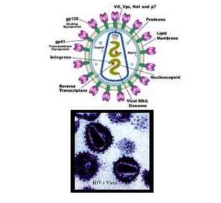 Aids2