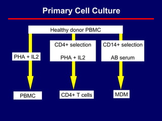 Healthy donor PBMC CD14+ selection AB serum CD4+ selection PHA + IL2 CD4+ T cells MDM PHA + IL2 PBMC Primary Cell Culture 